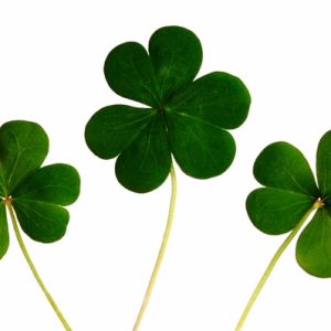 , Shamrocks and Shenanigans: Everything You Need to Celebrate St. Patrick&#8217;s Day Locally!