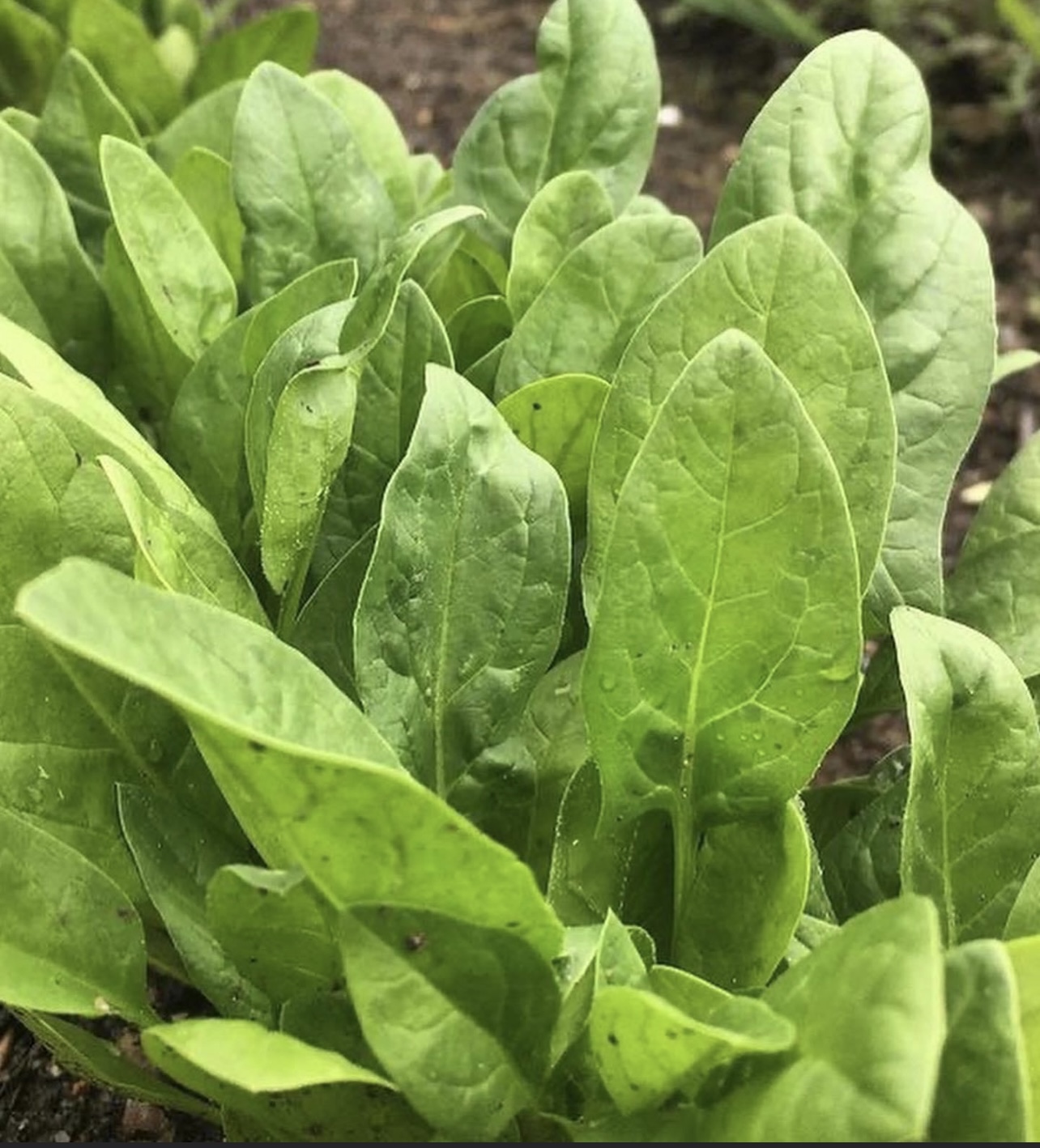 big jeb's homegrowm, Big Jeb&#8217;s Homegrown Salad CSA